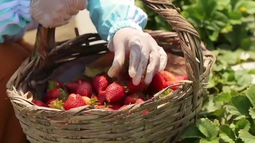 Cosecha manual de fresas en canasta