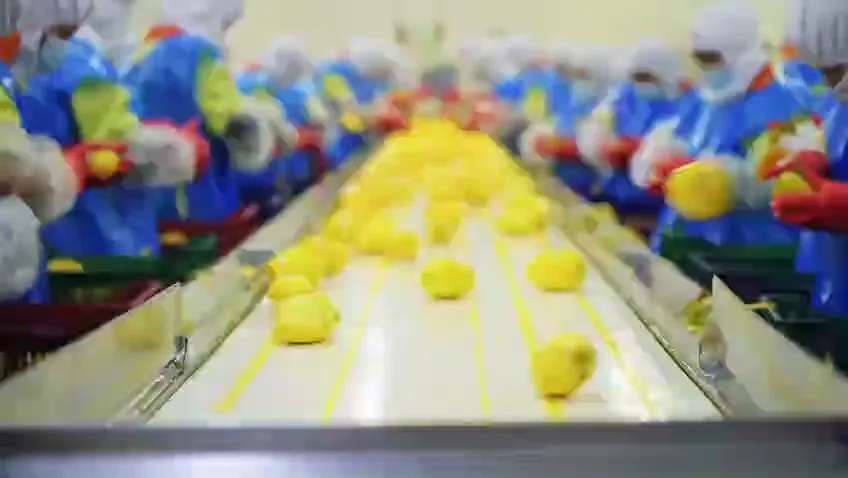 Linea de seleccion de mango en planta